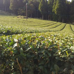 薩摩川内市六次産業現地視察会