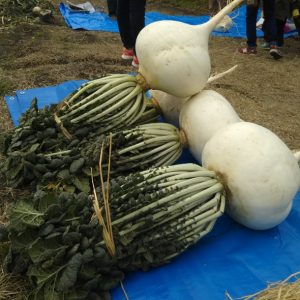 100人でいただきますin桜島大根畑