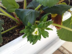 花が咲いてきました