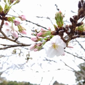 桜