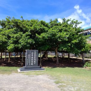 日本一のガジュマル