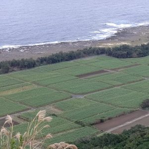 喜界島をご案内