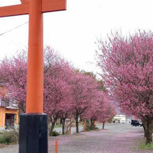 箱崎八幡神社