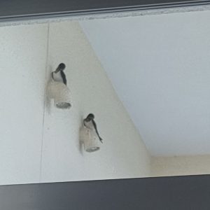 つばめ