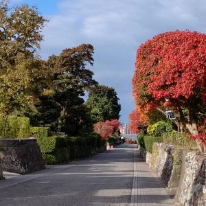 紅葉が見頃です